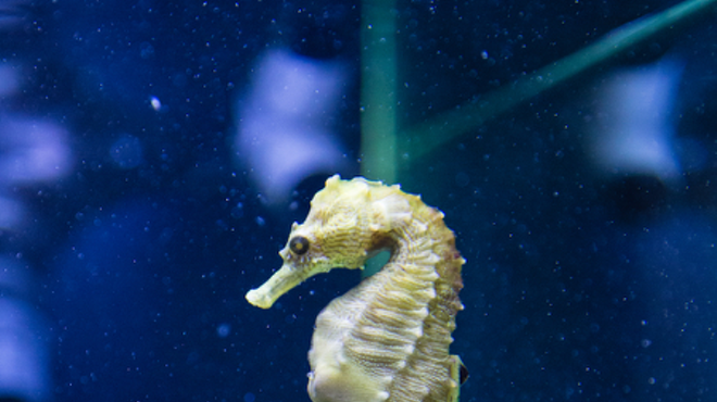 Image: Jr. Aquarist