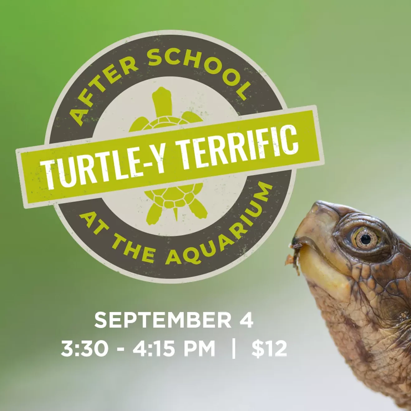 afterschool-turtle-y_terrific.webp
