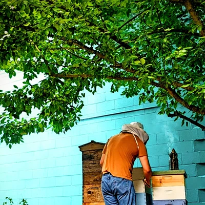 Image: Bee Garden Tours