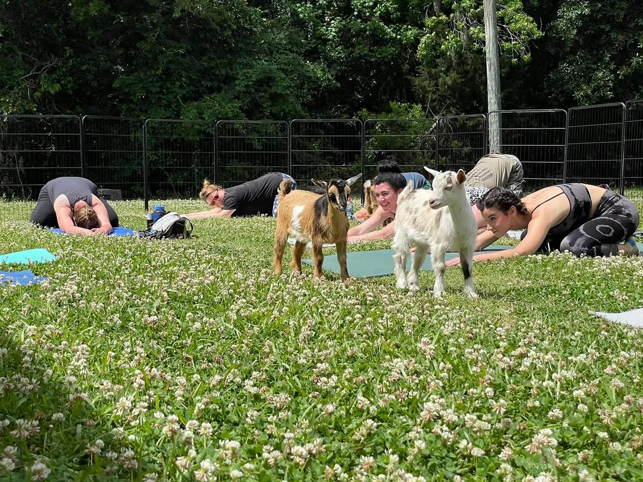 Goat Yoga Savannah