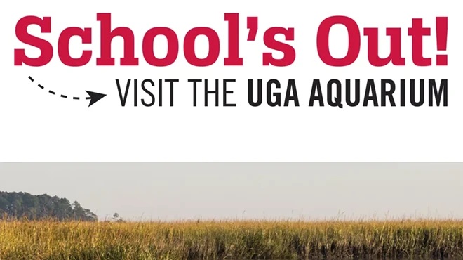 Image: School&rsquo;s Out Series: Dolphin Study