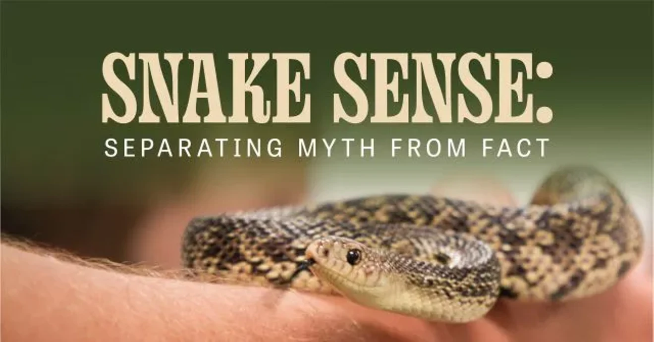 snake-sense-fb-640x335__1_.webp