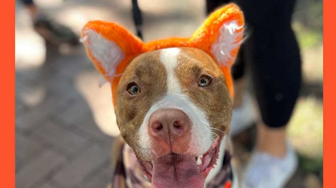 Image: Wag-O-Ween