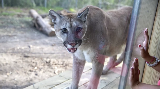 Image: Who's the cougar now?