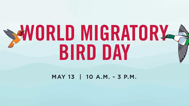 Image: World Migratory Bird Day